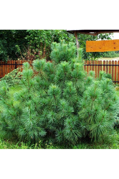 Pinus strobus ’Bergman’s Mini’